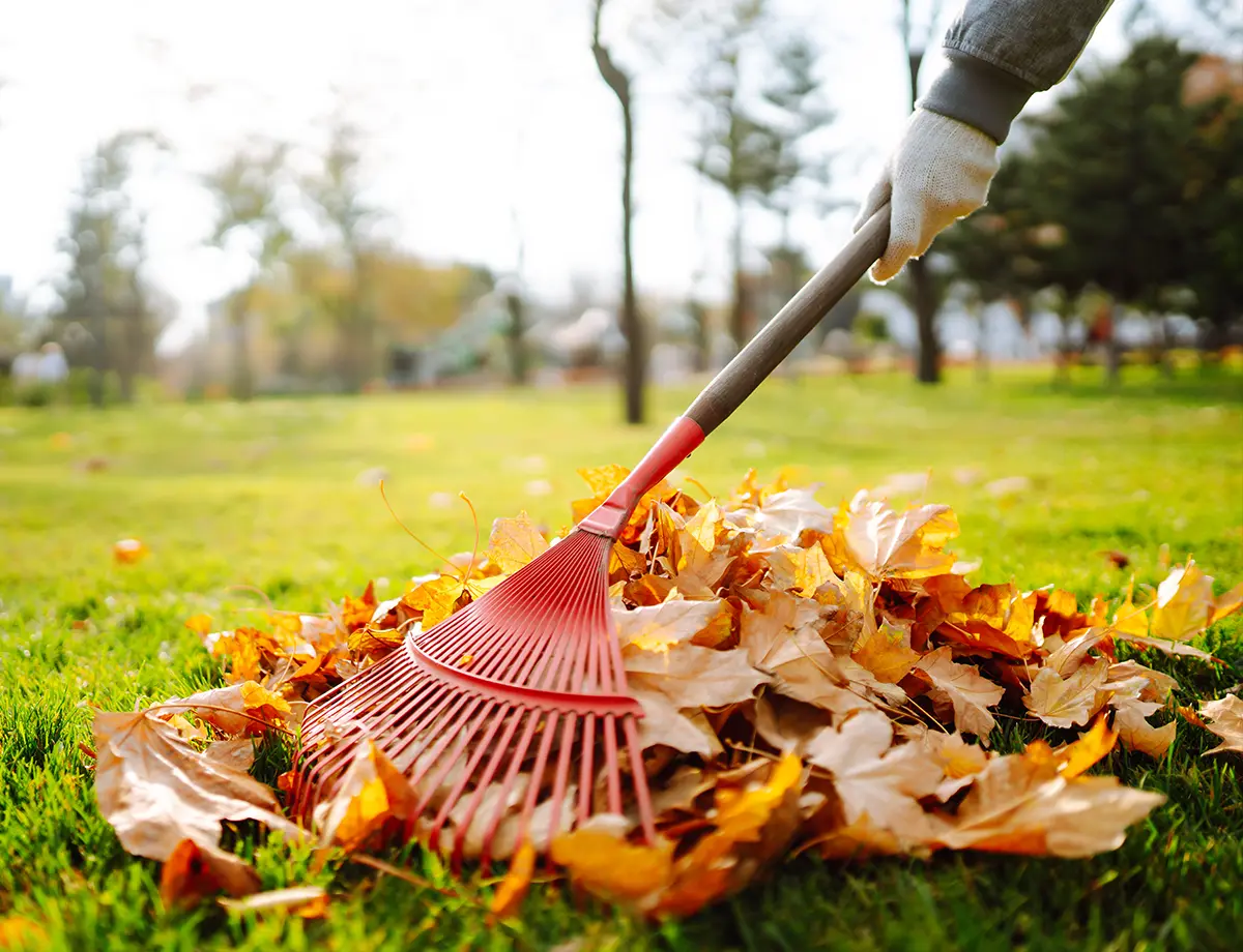 Raking leaves.